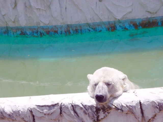 夏バテ白熊